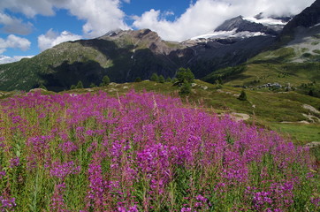 Fototapeta premium Fiori Estivi nelle alpi svizzere