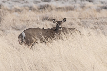 Obraz premium Mule Deer grazing in Utah