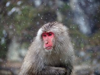 Japanese snow monkey with falling snow