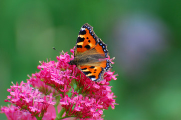 Aglais urticae, Small Tortoiseshell butterfly on pink flowers, love background