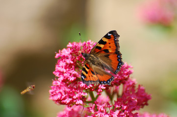 Aglais urticae, Small Tortoiseshell butterfly on pink flowers, love background