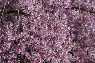 Fioritira Primaverile