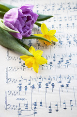 Fototapeta premium Sehr altes, handgeschriebenes Notenblatt mit lila Tulpe und Narzissen, Narcissus pseudonarcissus, Frühling, Ostern