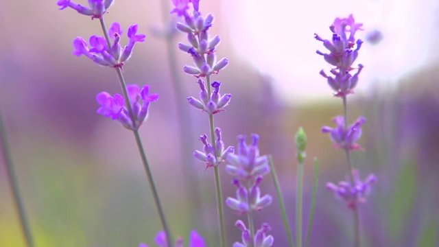 Lavender. Growing Lavender flower closeup. Slow motion 240 fps. Full HD 1080p video footage