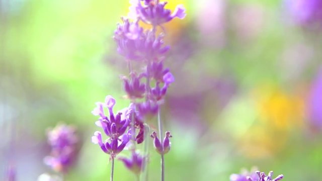 Lavender. Growing Lavender flower closeup. Slow motion 240 fps. Full HD 1080p video footage