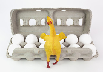 A dozen eggs with elated rubber chicken in foreground. Focus on the rubber chicken.