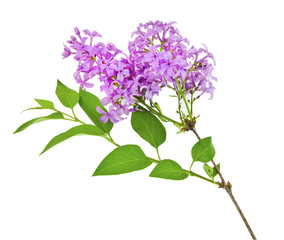 Fragrant lilac sprig. Isolated on white.