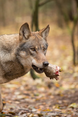 Portrait of a wolf in autumn forest