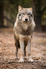 Fototapeta premium Portrait of a wolf in autumn forest