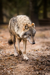 Portrait of a wolf in autumn forest