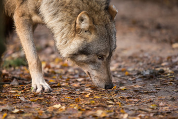 Portrait of a wolf in autumn forest