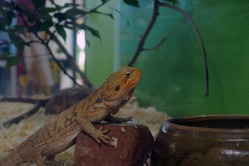iguana
