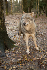 Portrait of a wolf in autumn forest