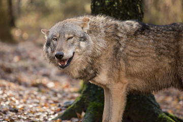 Fototapeta premium Portrait of a wolf in autumn forest