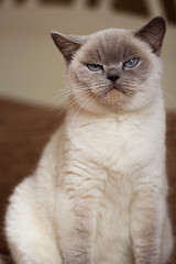 British white cat with blue eyes