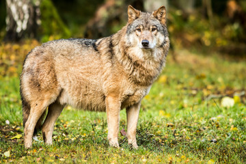 Portrait of a wolf in autumn forest