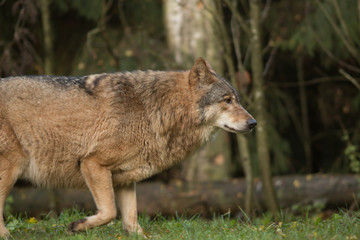 Portrait of a wolf in autumn forest