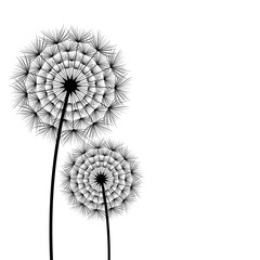 Two spring and summer flowers dandelions over white
