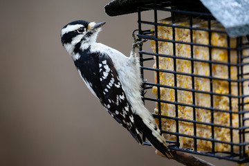 Close-up of a Downy woodpecker eating at a suet feeder.