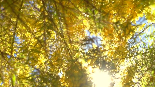 Blooming mimosa tree over blue sky. Slow motion 240 fps. High speed camera. Full HD 1080p video footage