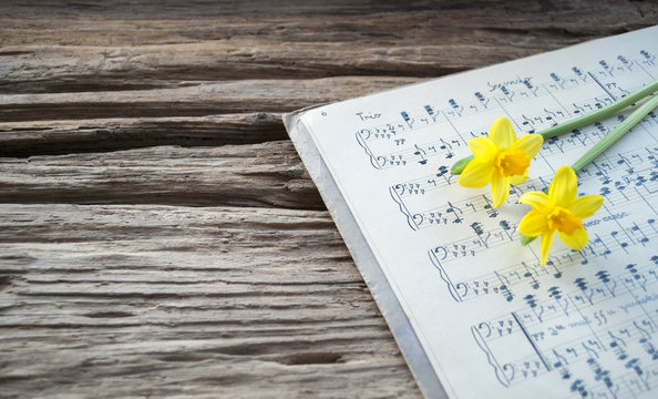 Sehr altes, handgeschriebenes Notenblatt mit zwei Narzissen, Narcissus pseudonarcissus, Frühling, Ostern