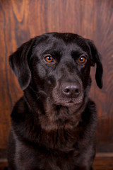 Fototapeta na wymiar Schwarzer Labrador vor braunem Hintergrund