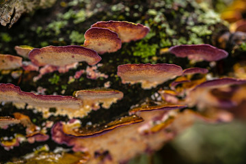 Macro photo of colorful fungi on the side of a dead tree.