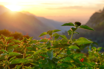 The plant at the sunrise
