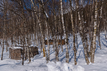 Fototapeta premium Beautiful winter birchwood, Armenia