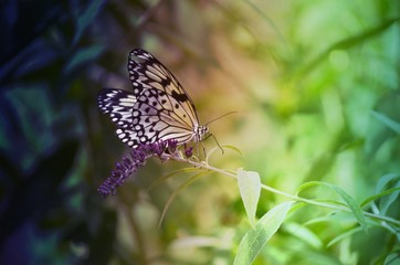 Magical Butterfly 