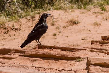 Raven