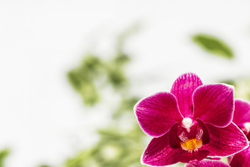 orchid flower