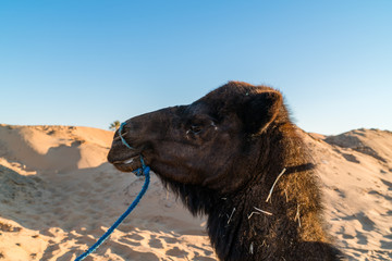 camel at desert

