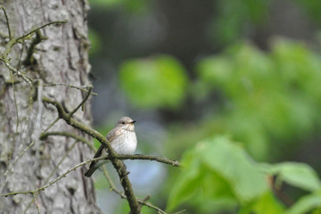 Spotted flycatcher