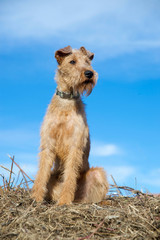 Irish Terrier Hund vor blauem Himmel