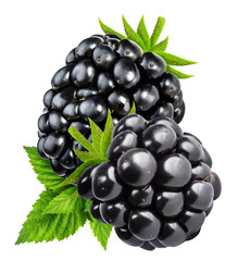 blackberries isolated on white background