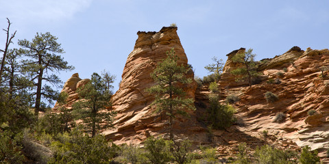 Zion mountains and cliffs with trees growing out of rocks