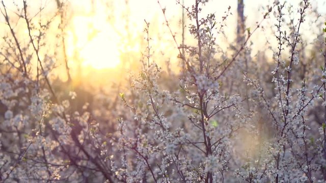 Spring blossom. Beautiful blooming trees in orchard, spring flowers. Full HD 1080p
