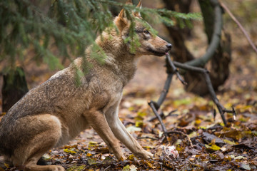 Portrait of a wolf in autumn forest