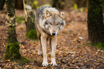 Portrait of a wolf in autumn forest
