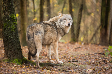 Portrait of a wolf in autumn forest