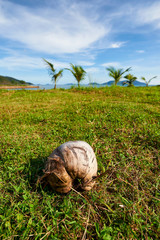 Obraz premium Old coconut on green grass