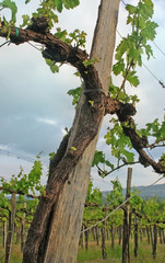 Vineyard in spring, Slovenia