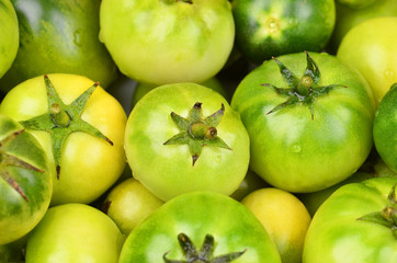 Green tomato, close up