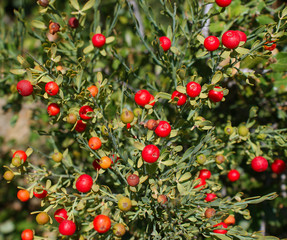 Plant of red and green berries