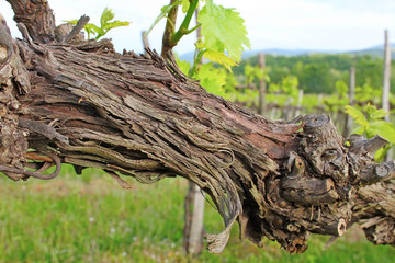 Vineyard in spring, Slovenia