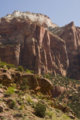 Fototapeta premium Zion, rocky mountains with trees growing out of the rocks