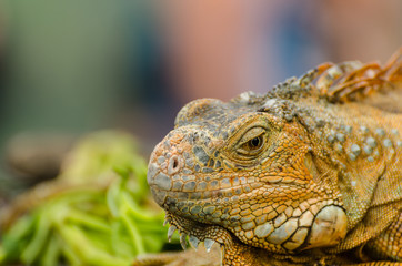 komodowaran grossansicht