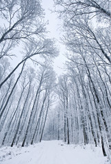 Snowy forest in winter at wide angel view