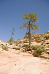 Fototapeta na wymiar Zion, rocky mountains with trees growing out of the rocks